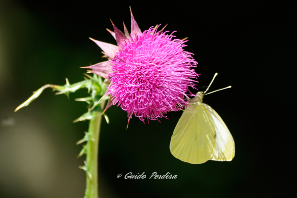 Pieris rapae ??